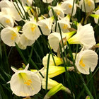pseudo sinensis thumbnail