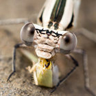 Nevin Cullen thumbnail