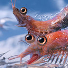 ikrillu thumbnail