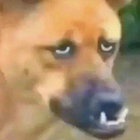 silentvolk thumbnail