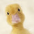 tekno_duck thumbnail