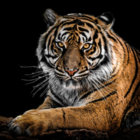 tiger-dn thumbnail