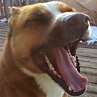 twodogstiedtogether thumbnail