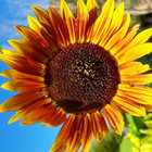 stephp57 thumbnail
