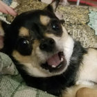 AshyAnkles92  thumbnail
