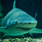 sharkman27 thumbnail