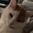 maximilian2291 thumbnail