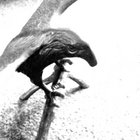 crowscaring-man thumbnail