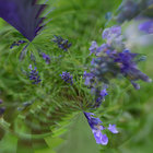 lavandulaangustifolia thumbnail