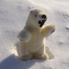 angry_polar_bear thumbnail