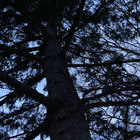 theguynelson thumbnail