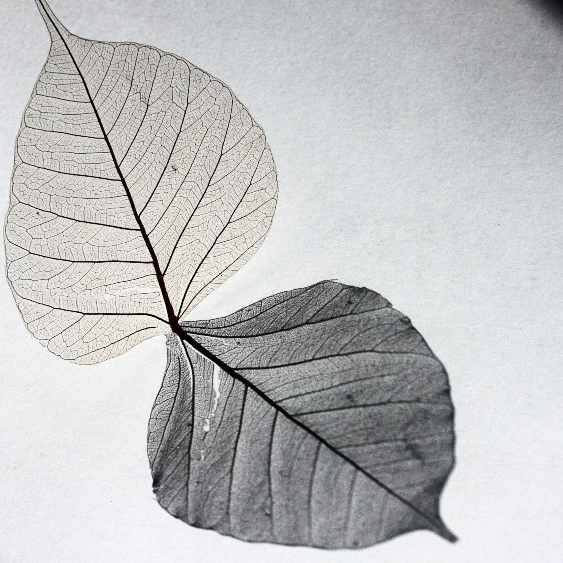 The Balance Abdullah Ibrahim