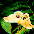 evoauxilium thumbnail