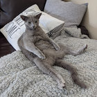 chatsworf_rufus thumbnail