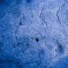 Dialectical Species thumbnail