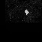 oreganocarrot thumbnail