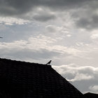 bunj78 thumbnail