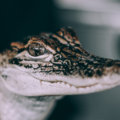 The Flaming Alligators image