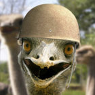 strawman56 thumbnail