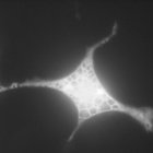 fascicle thumbnail