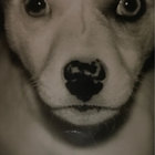 rocksyroo thumbnail