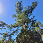 Trees thumbnail