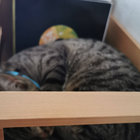 jonnyhh thumbnail