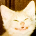 conchnet thumbnail