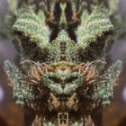 Heddbuzz (I.R. Puffinstuff) thumbnail