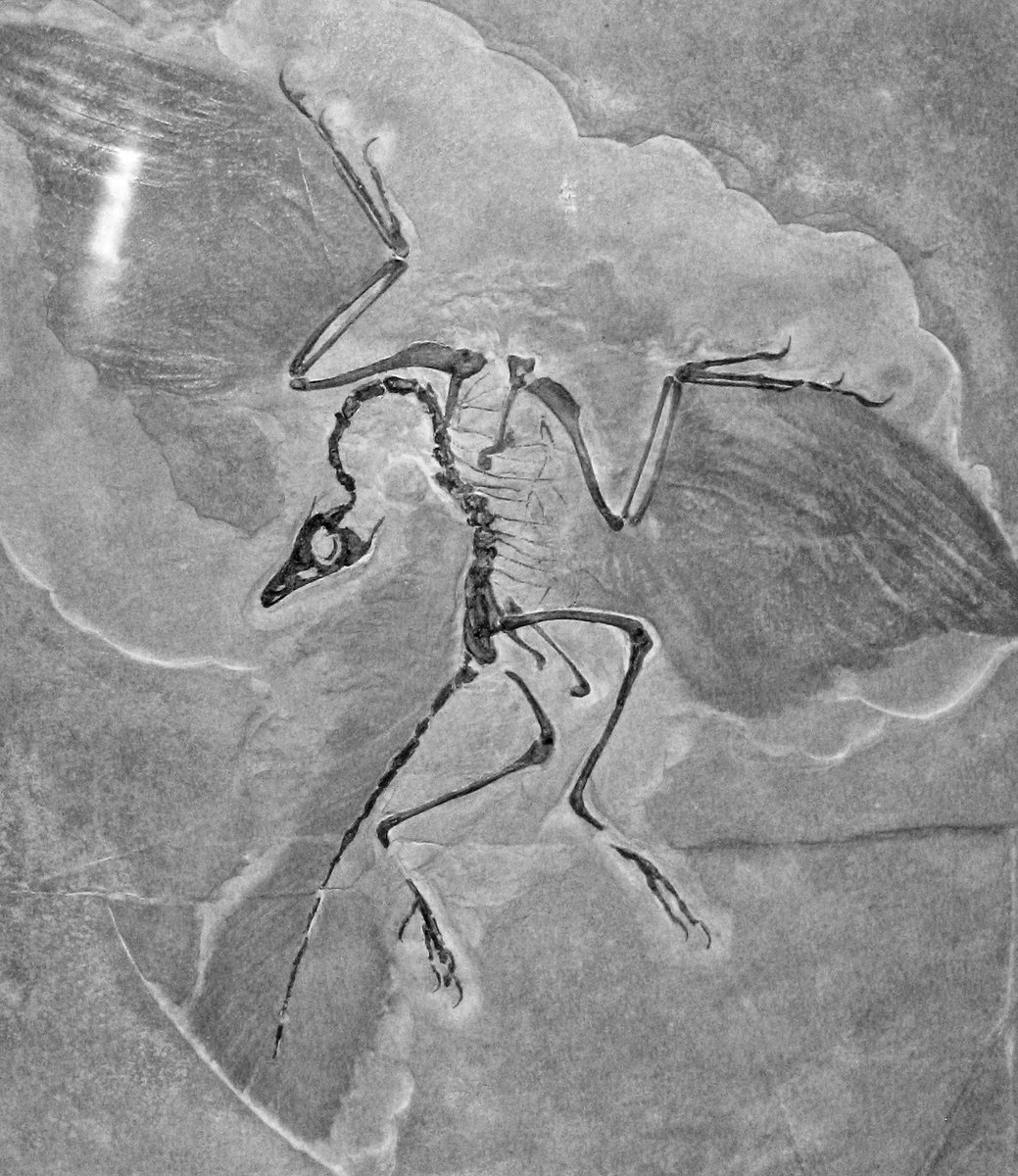 Music Archaeopteryx