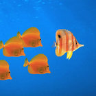 the fishe thumbnail