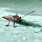 oxeyed thumbnail
