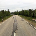 Animal Traffic image