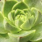topstitch thumbnail