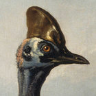 cassowary_music thumbnail