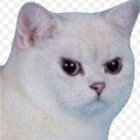 ver.onicat thumbnail