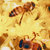 bumblingbees thumbnail