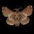 mr_moth thumbnail