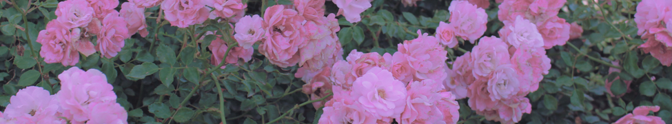 Memoryhouse — Photo