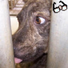 The Little Brown Dog thumbnail