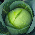 cabbage drop image