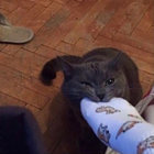 zaud_22 thumbnail
