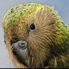 thefluffweasel thumbnail