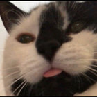 gingerspicedmoon thumbnail