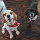 pokerdogs thumbnail