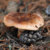 Boletus Bob thumbnail