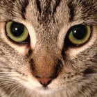 Clémentine thumbnail