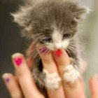 nightnibbles thumbnail