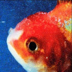 awepi thumbnail