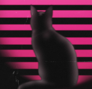 Mr.Kitty — Photo